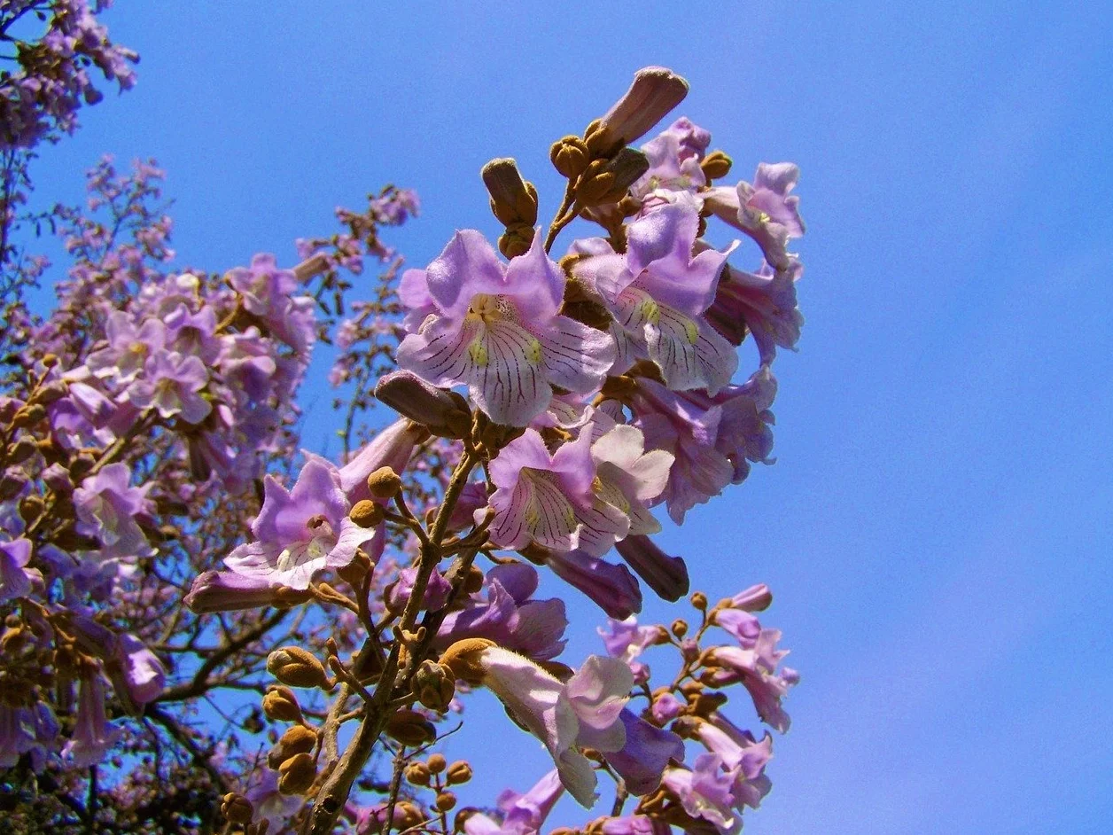 Paulownia Tomentosa Bluebell Tree - 50 graines fraîches