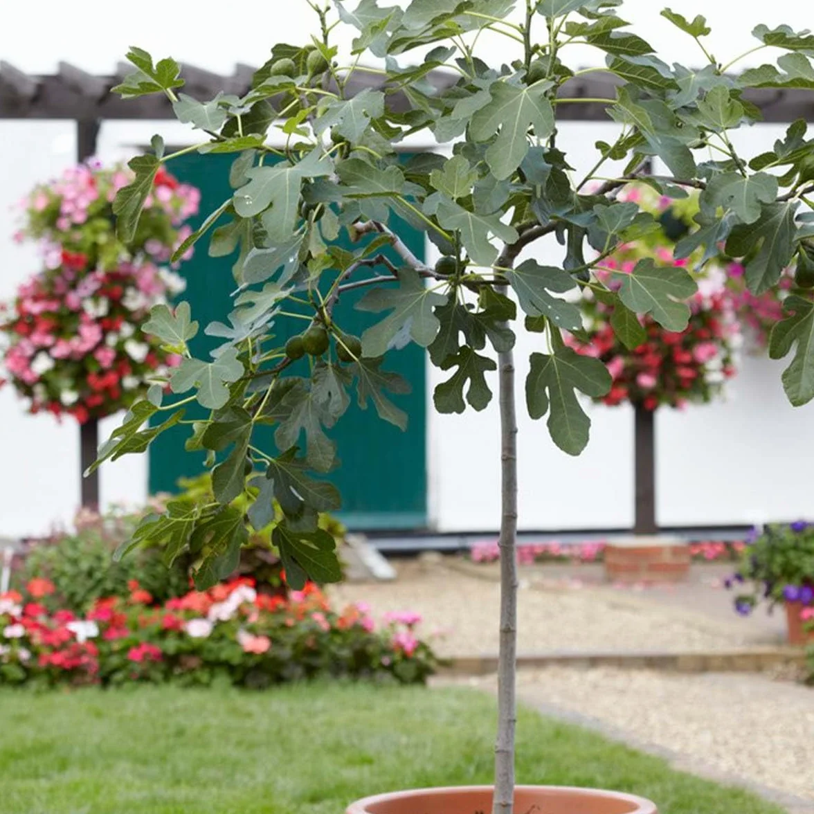 Bloomique Ficus Carica ‘Brown Turkey’ Figuier Arbre fruitier Rustique Hauteur 80-100 cm Pot 21 cm