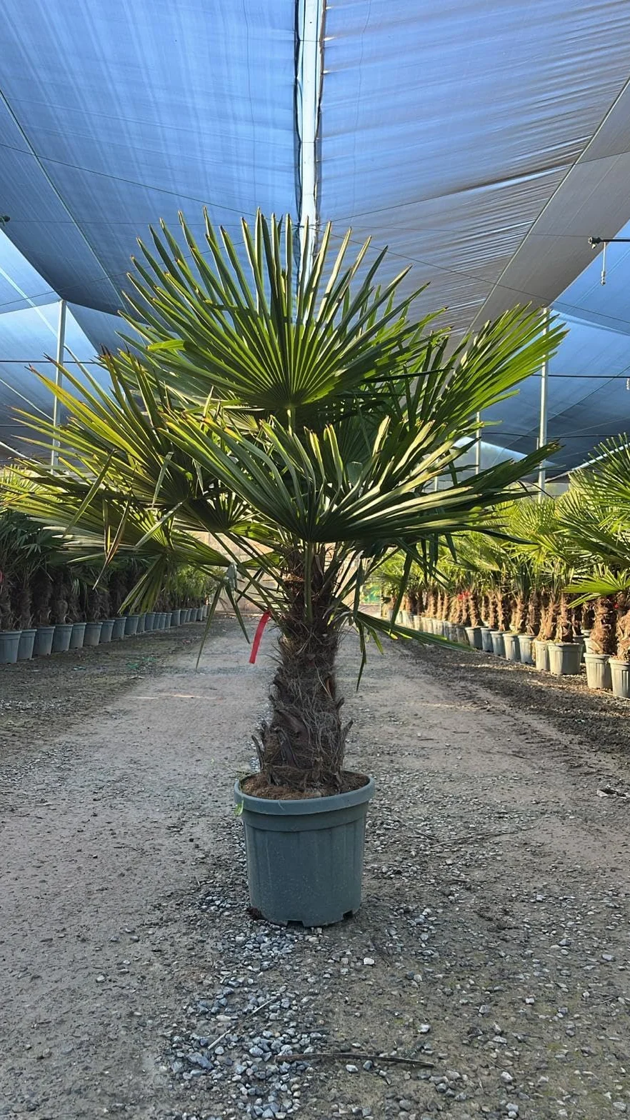 Trachycarpus Fortunei Palmier chinois éventail 140-160 cm pot Ø 33 cm résistant -18 °C