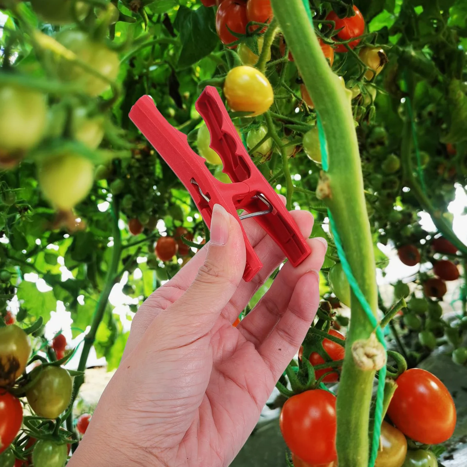 Clips de Fixation pour Plantes Potagères en Plastique Rouge 100 Pièces | Lot de Clips de Tige de Vigne, Installation Rapide et Légère, pour Vignes de Raisin et Fruits