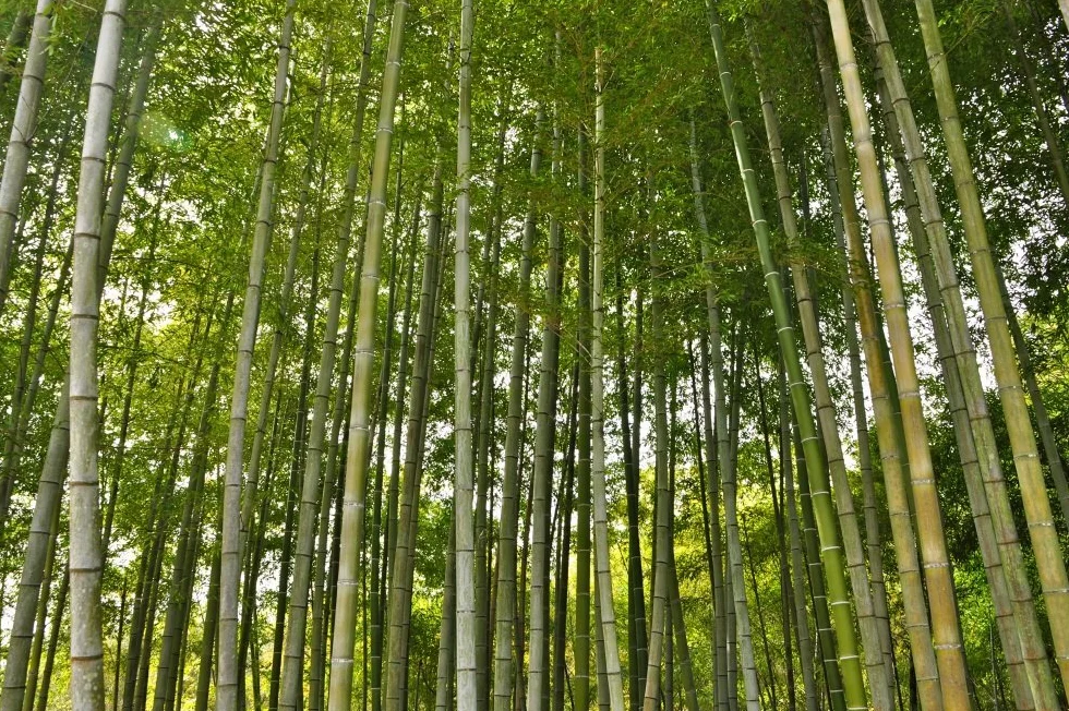 Bambou Moso - Phyllostachys pubescens - 20 graines