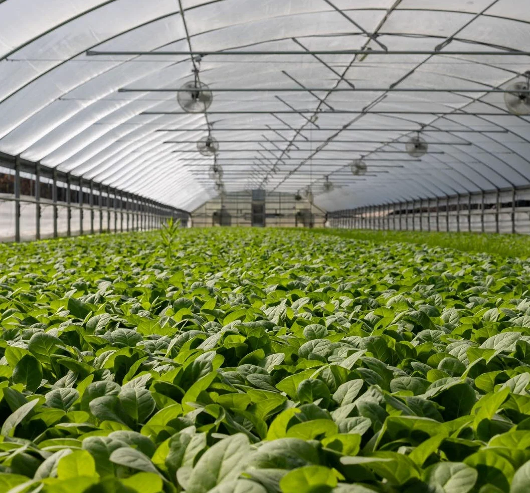 Filet anti-insectes de jardin en maille fine : 3 x 9,9 m, pour plantes, légumes, papillons, fleurs, fruits, argent