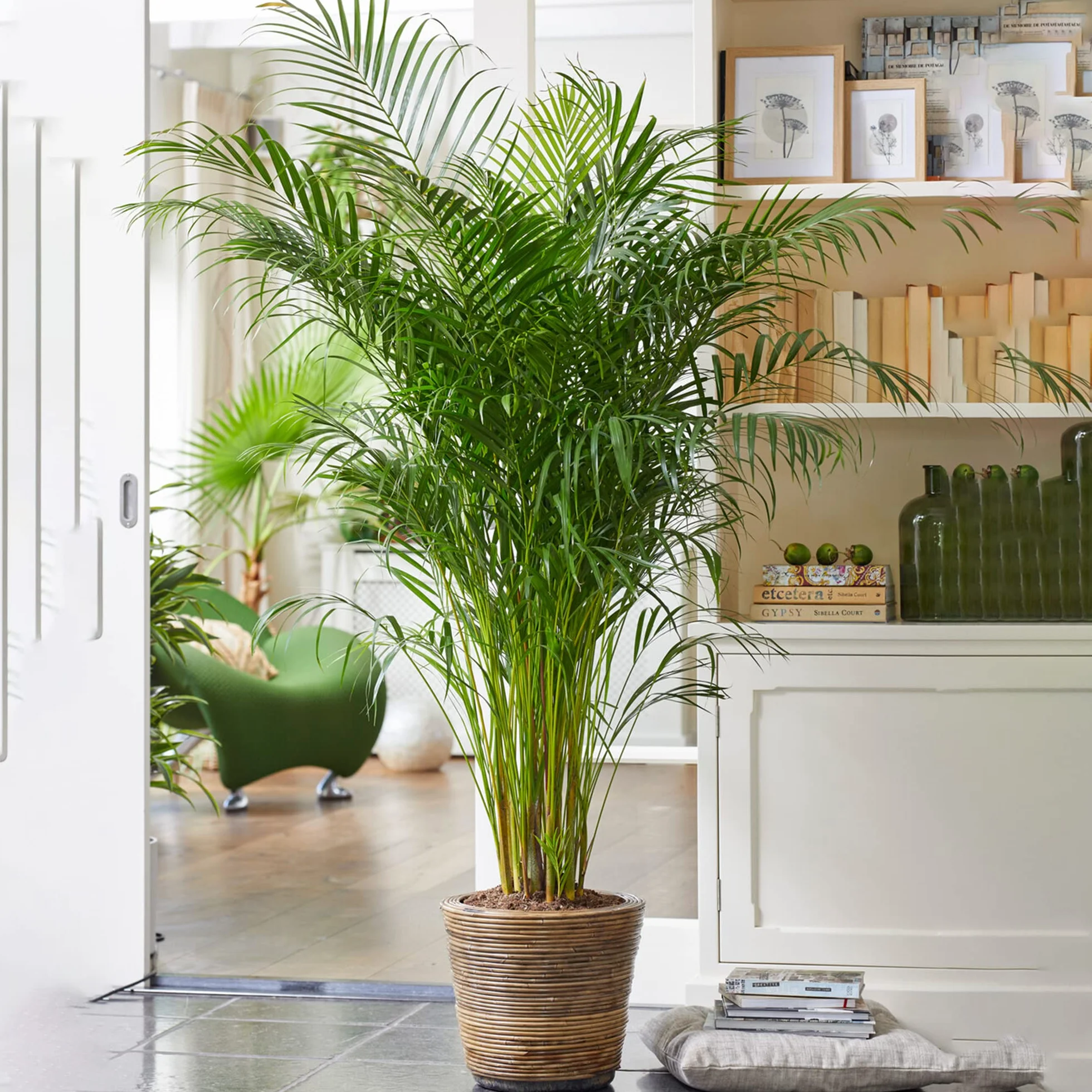 Areca Palme palmier à fruits dorés Plantes d'intérieur 80-90 cm pot