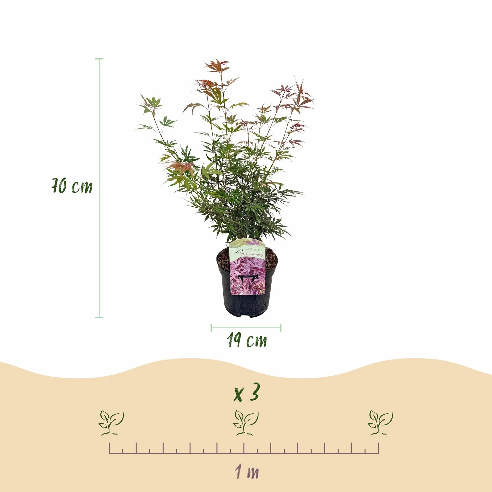 Érable du Japon Acer palmatum Jerre Swarts Rouge Foncé Pot 19cm Hauteur 70cm 1 Plante