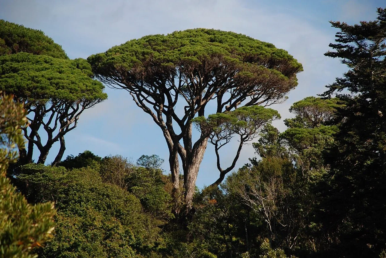 Graines de Pin Parasol (Pinus Pinea) - Conifère Méditerranéen - Pignons Comestibles