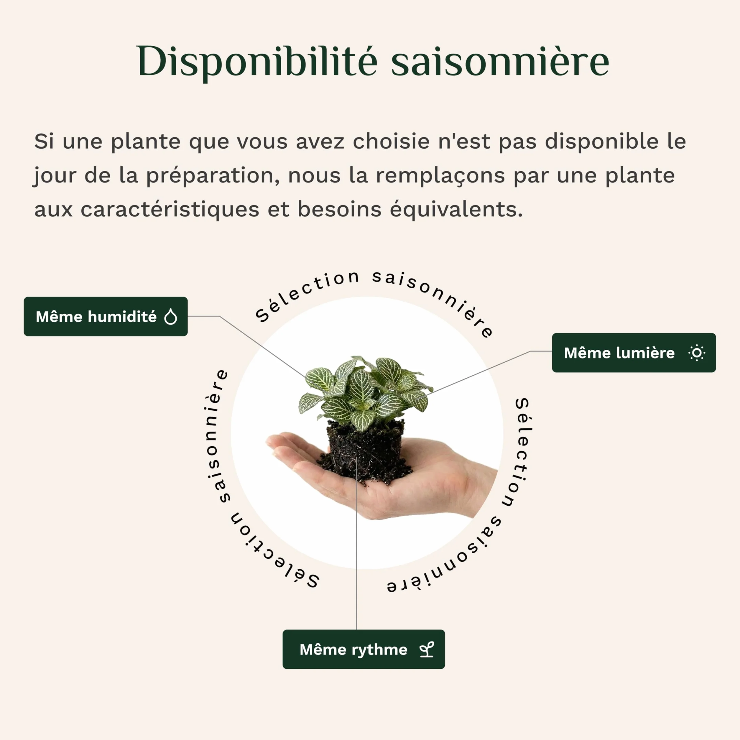 Plantes Terrarium Personnalisable Pack 5 – Ficus Ginseng Fittonia Hypoestes Coffea Mousse – Mini Plantes d'intérieur