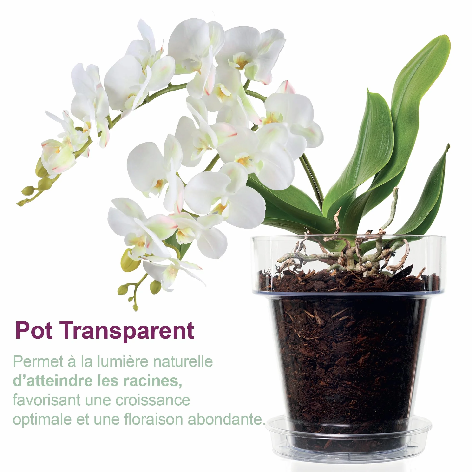 Kit de rempotage d'orchidées Ø 16 cm - Pot transparent avec drainage, soucoupe et substrat