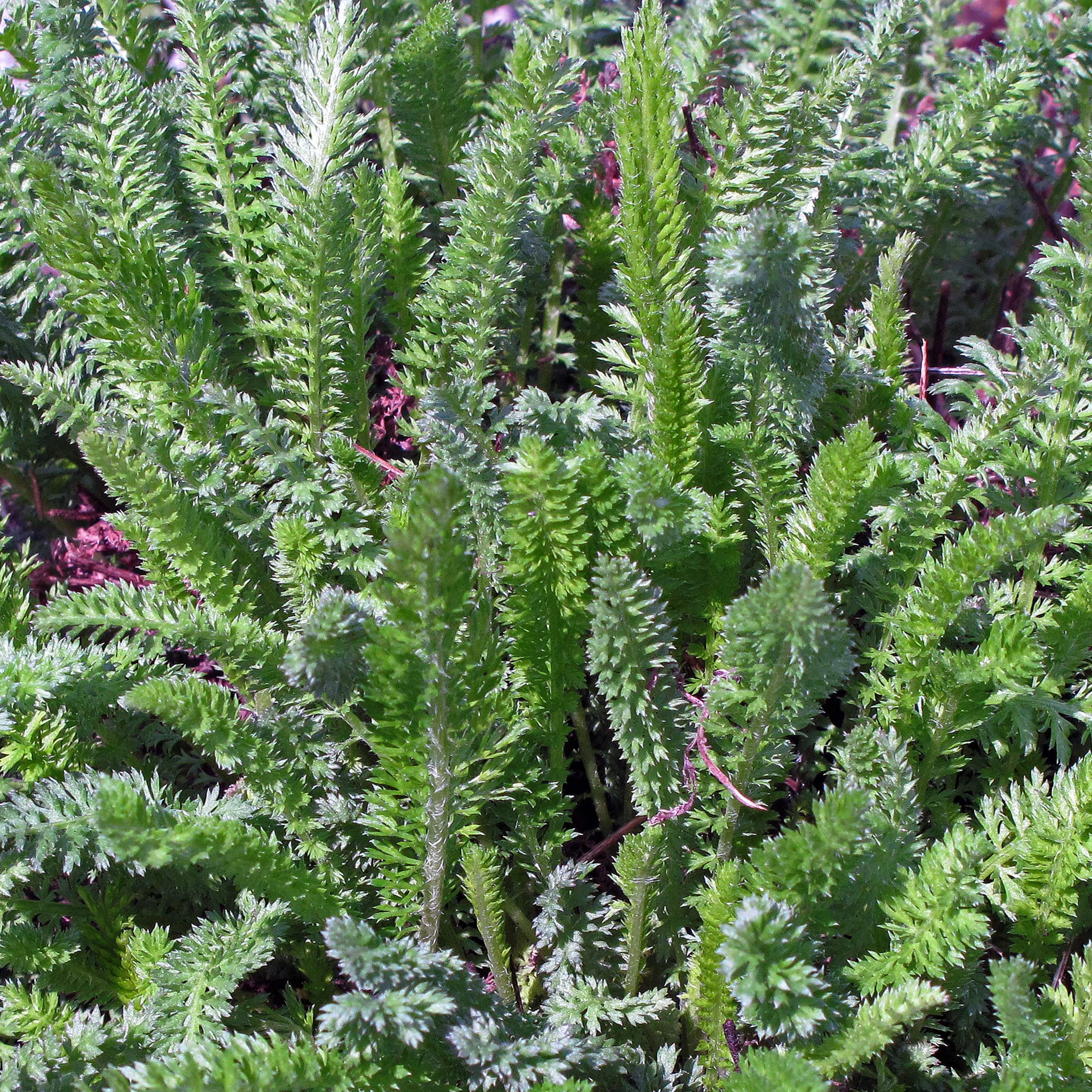 Plantes ancestrales énergétiques et protectrices bio - kit de semences 4 variétés magiques