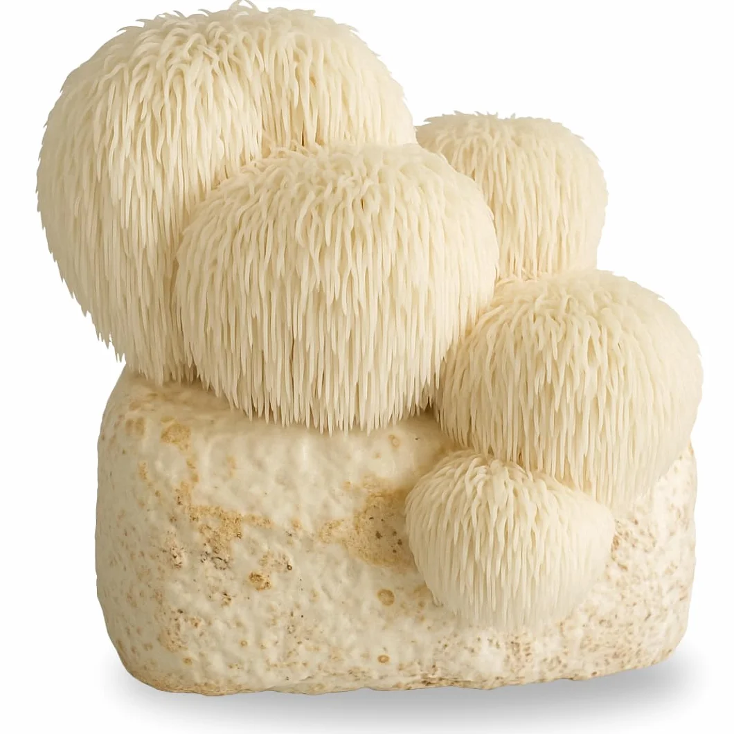 Hawlik Kit de culture de champignons Lions Mane Hericium erinaceus