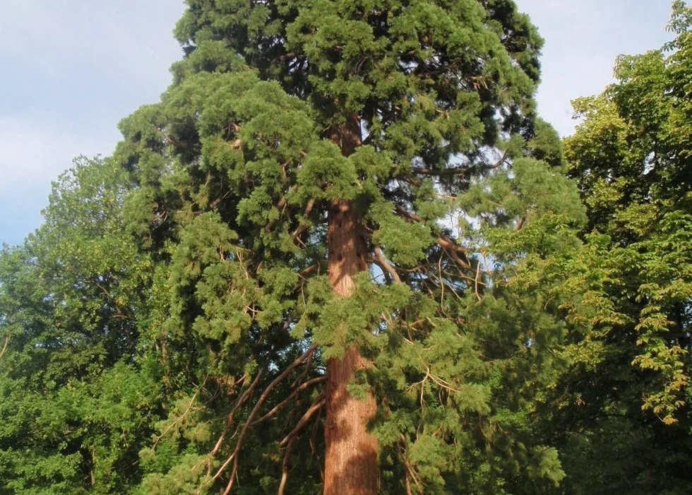 Sequoiadendron gigantea Séquoia géant 50 graines Avec substrat