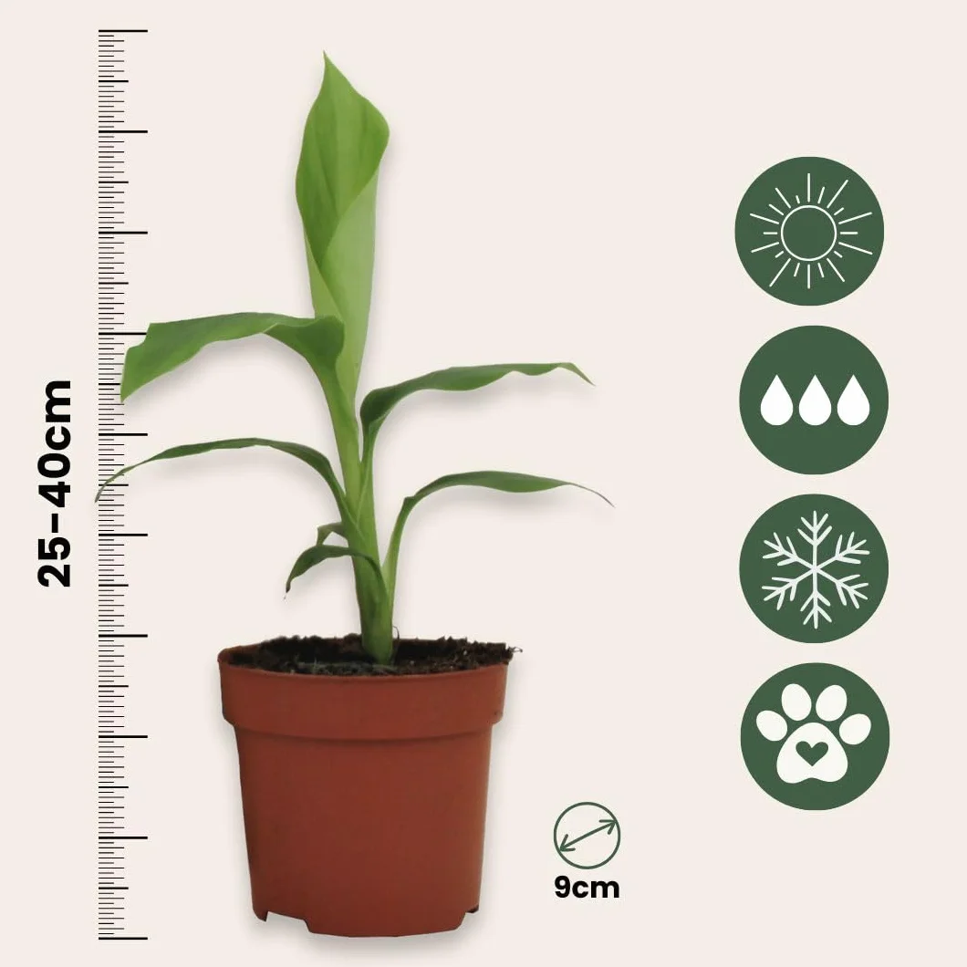 Musa Basjoo Bananier Rustique Plante Jardin Pot 9cm Hauteur 25-40cm Set de 6