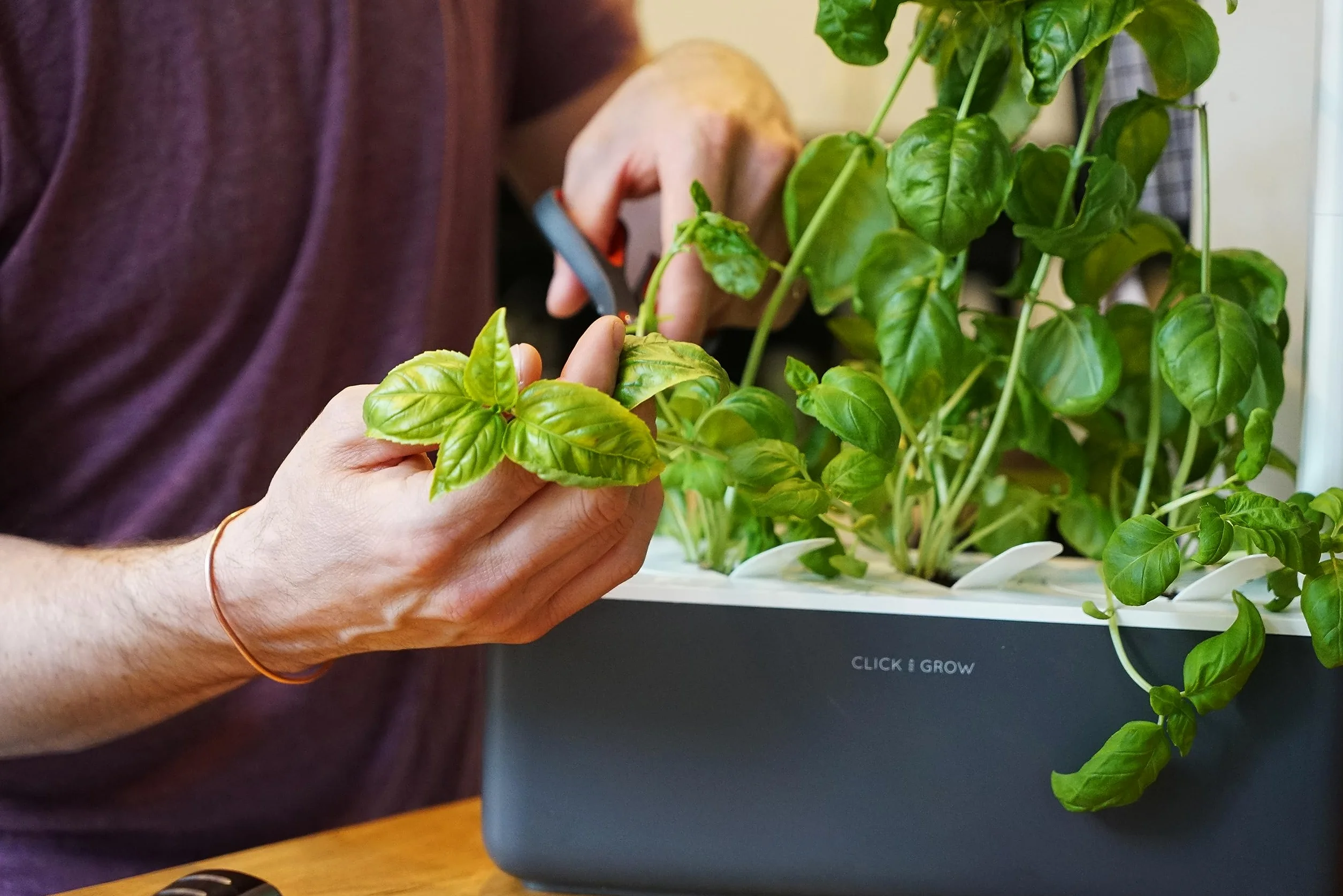 Click and Grow Smart Garden Recharge Triple de Basilic