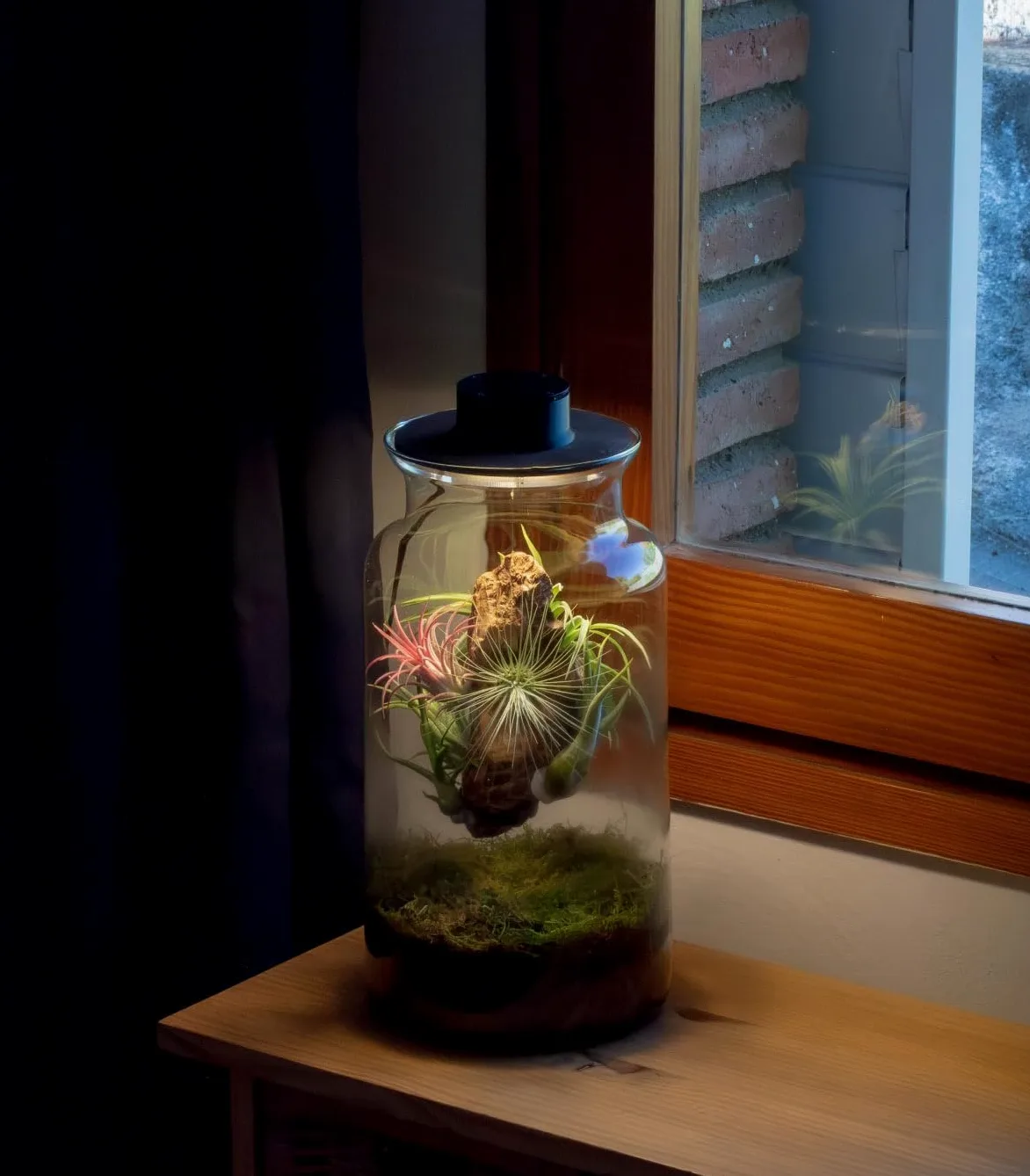 Jardin en Bouteille Eter - Terrarium Plantes en Verre Transparent Couvercle avec Spot LED | Kit Jardin en Bouteille All Inclusive Plantes D'air Naturelles à Rice d'Olivier