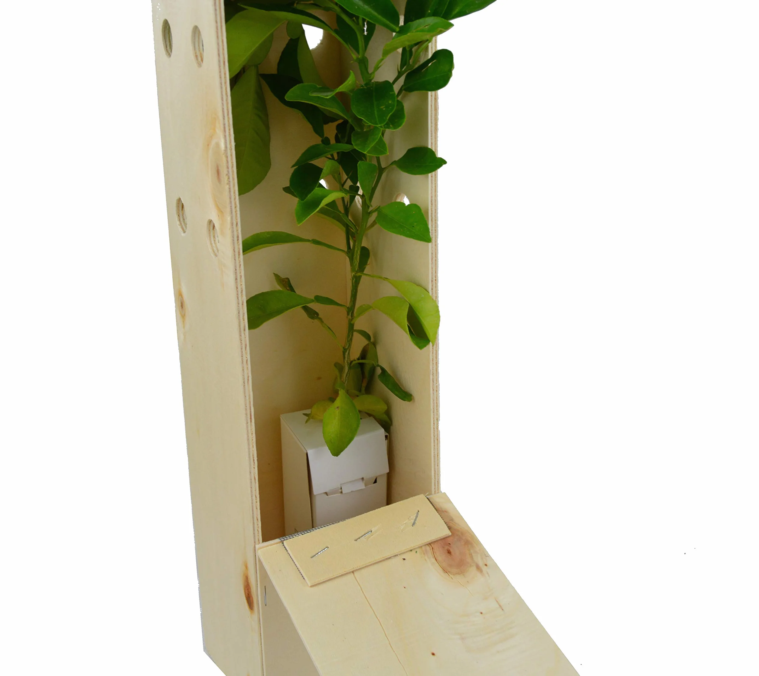 Oranger Amer Bigaradier – Arbre Fruitier Croissance Rapide Agrumes Parfumés – Jeune Pousse 30 cm Caisse en Bois – 1 Unité
