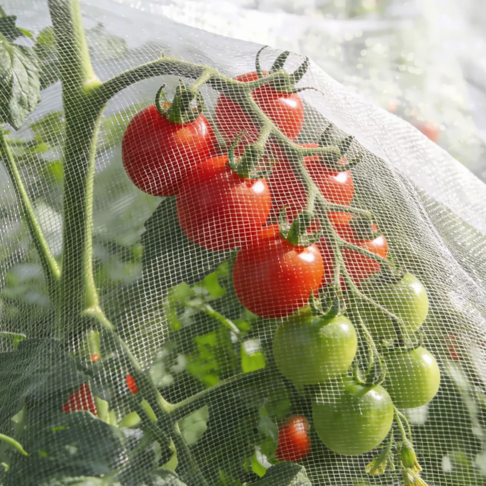 Filet Anti-Insectes 1.2 x 3m Maille Fine Protection Plantes Potager