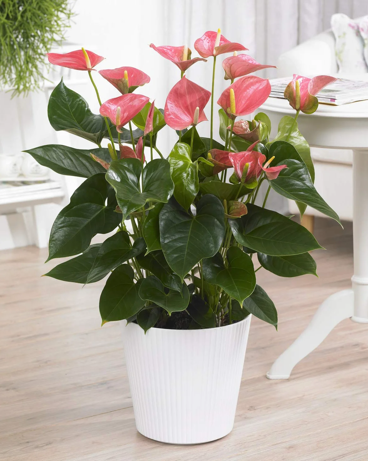 Anthurium Rose Langue de feu Plante d’intérieur 13 cm
