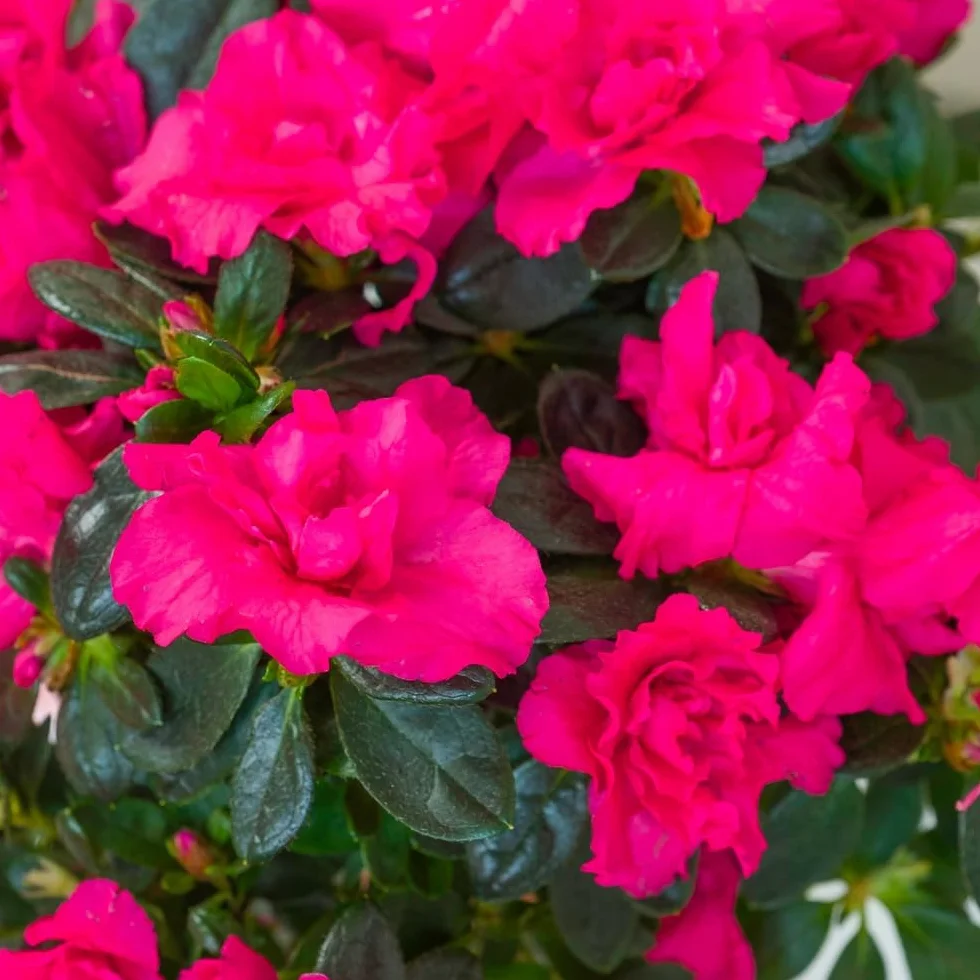Azalée Tige Rose avec Cache Pot 45/50 cm Fleurs Fraiches Plante Florissante Cadeau Mamie
