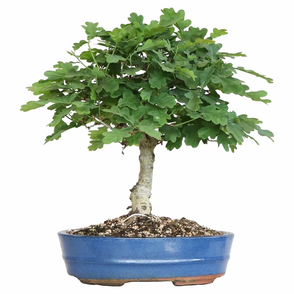 KENTIS Bonsaï Quercus Pubescens Chêne pubescent du Japon Vraies Plantes Décoratives d'Extérieur H 40-45 cm Pot Ø 26 cm