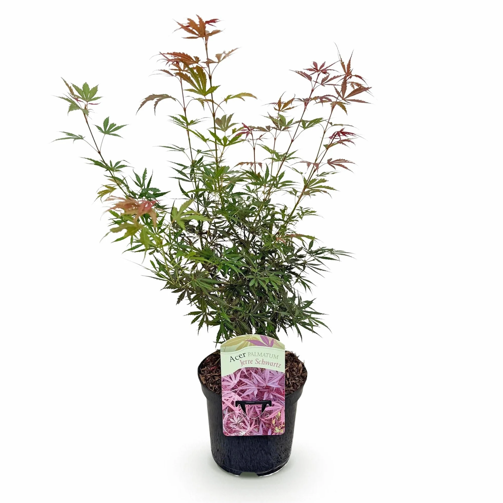 Érable du Japon Acer palmatum Jerre Swarts Rouge Foncé Pot 19cm Hauteur 70cm 1 Plante