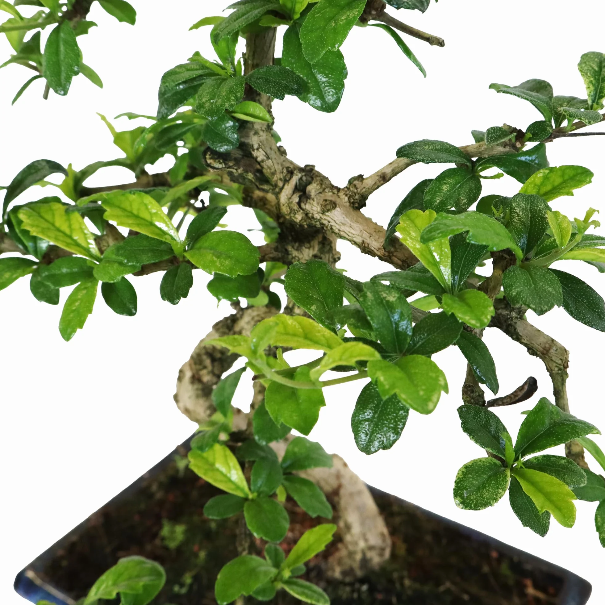KENTIS Carmona Bonsai Fukien Tea Thé coréen H 35-45 cm Pot Ø 20 cm