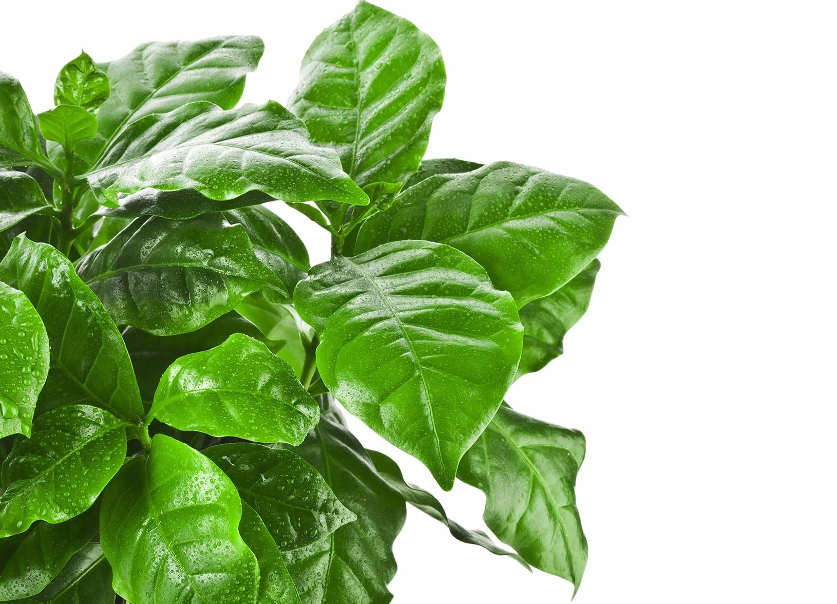 Bloomique Coffea Arabica Caféier Plante d’intérieur Hauteur 20-30 cm Pot 12 cm Lot de 2