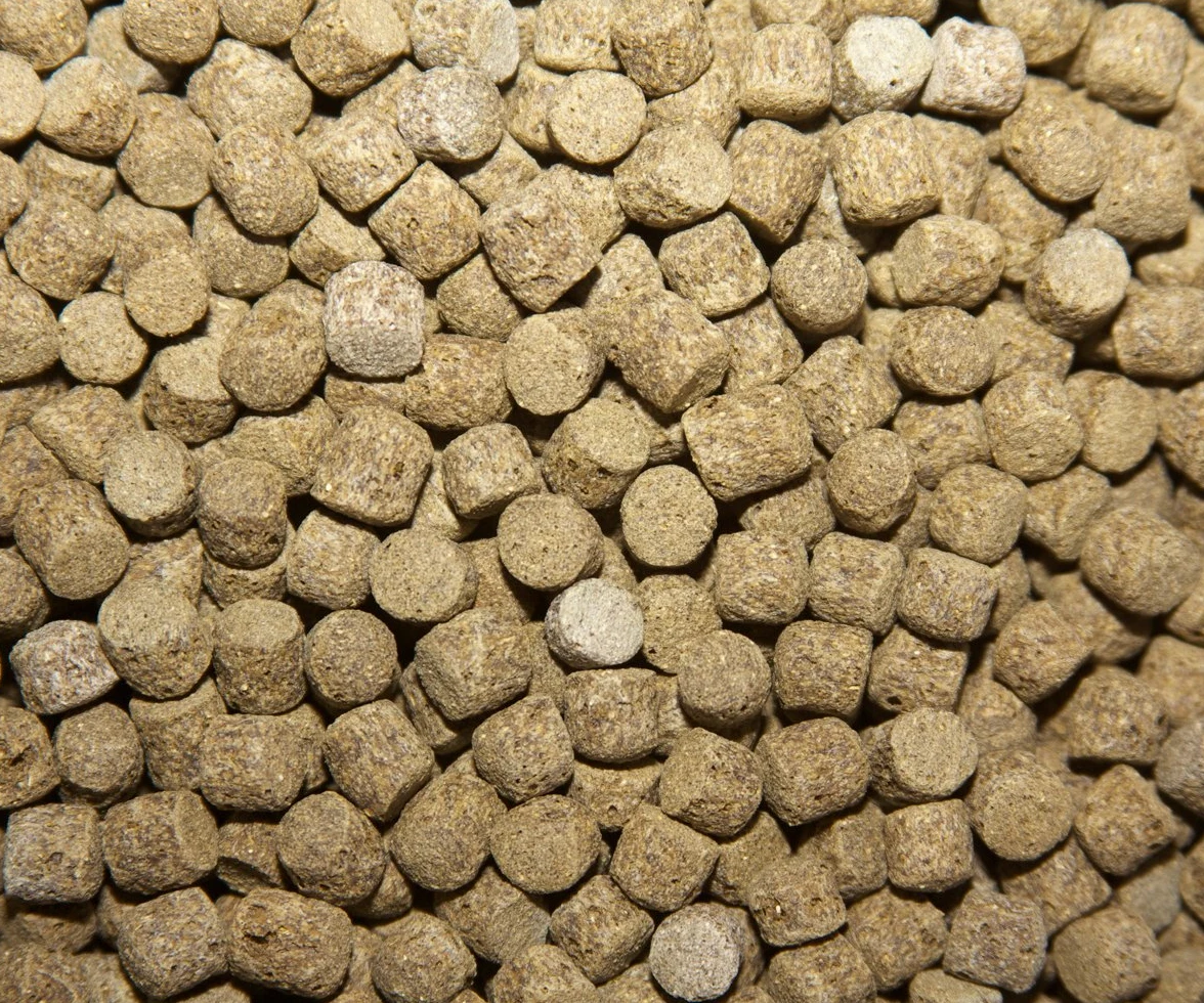 Nourriture pour carpes Koi et poissons d'étang flottants.
