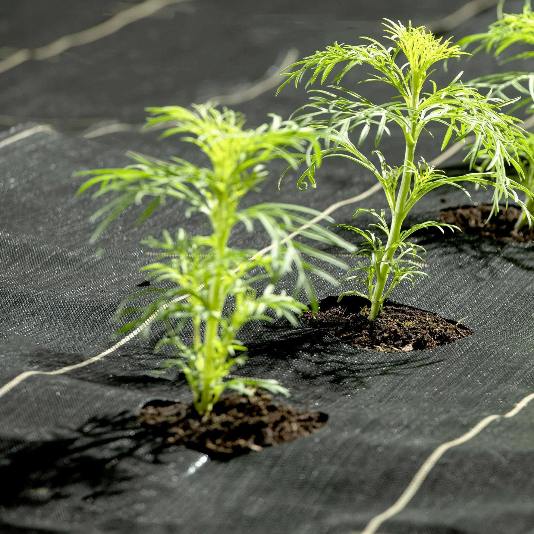 Pro-Tec 2 m Tissu de contrôle des Mauvaises Herbes Extra Heavy Duty 125 g/m² Paysage Jardin Sol Coque Membrane Doré Line Gold 2m x 50m