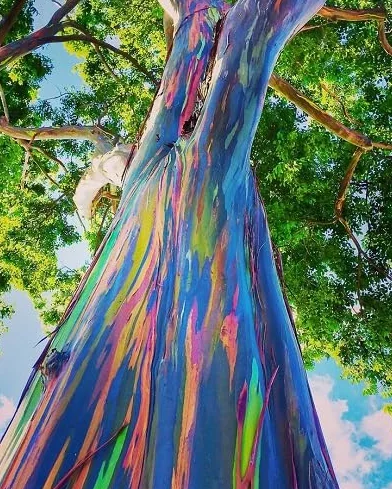 50pcs Eucalyptus deglupta graines d'arbre arc-en-ciel