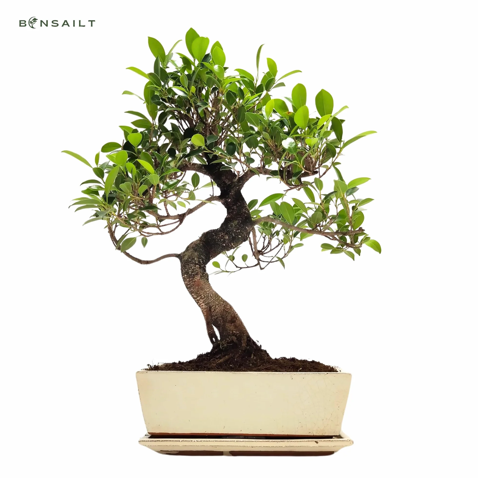 Bonsaï Ficus en pot céramique 45-50 cm plante intérieur cadeau