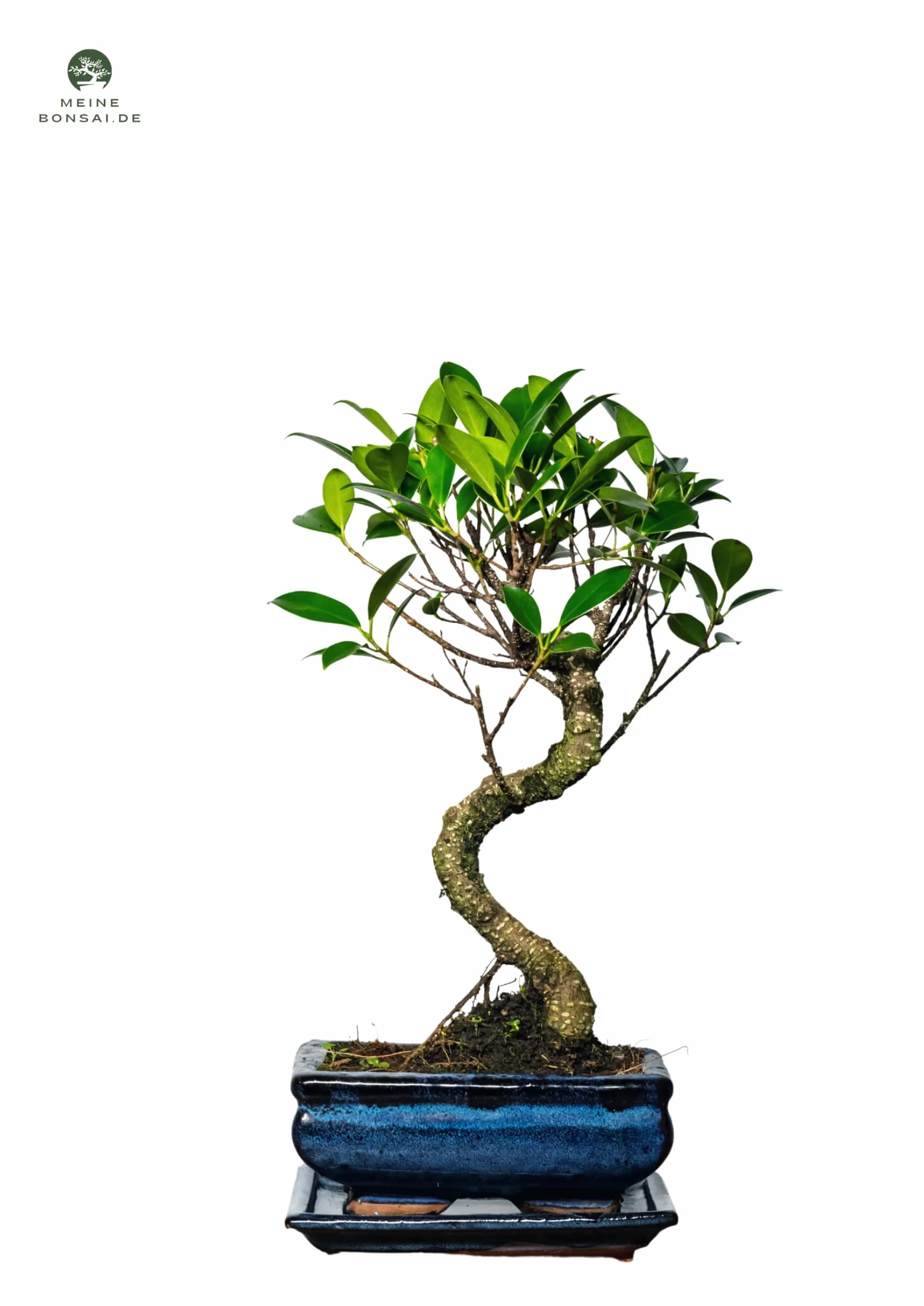 Arbre bonsaï Ficus Microcarpa en pot céramique 15 cm 8-9 ans