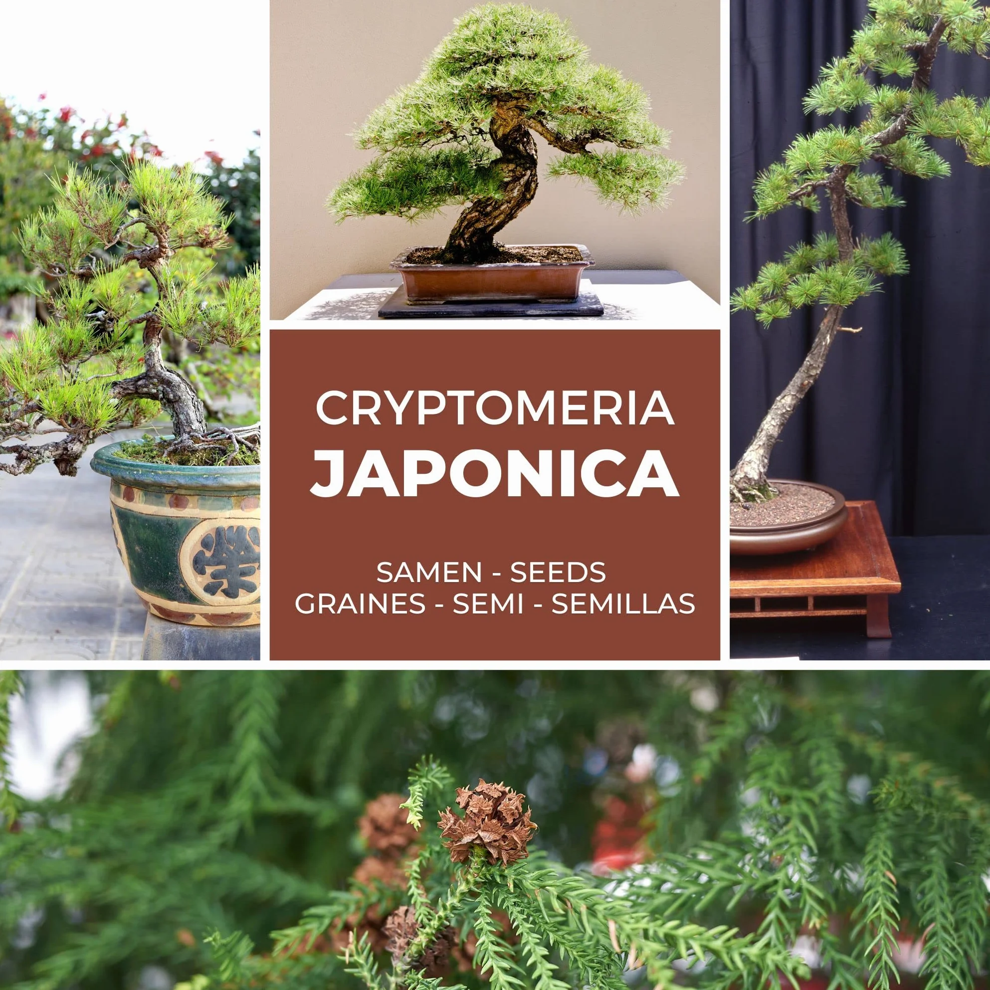 Graines de Cèdre du Japon Cryptomeria japonica Rustique - Semences de Bonsaï 25 Graines