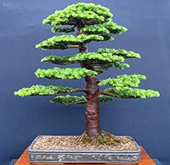 Green Tree Bonsai Graines de cèdre Japonais Sac de 10 Pcs pour Jardin