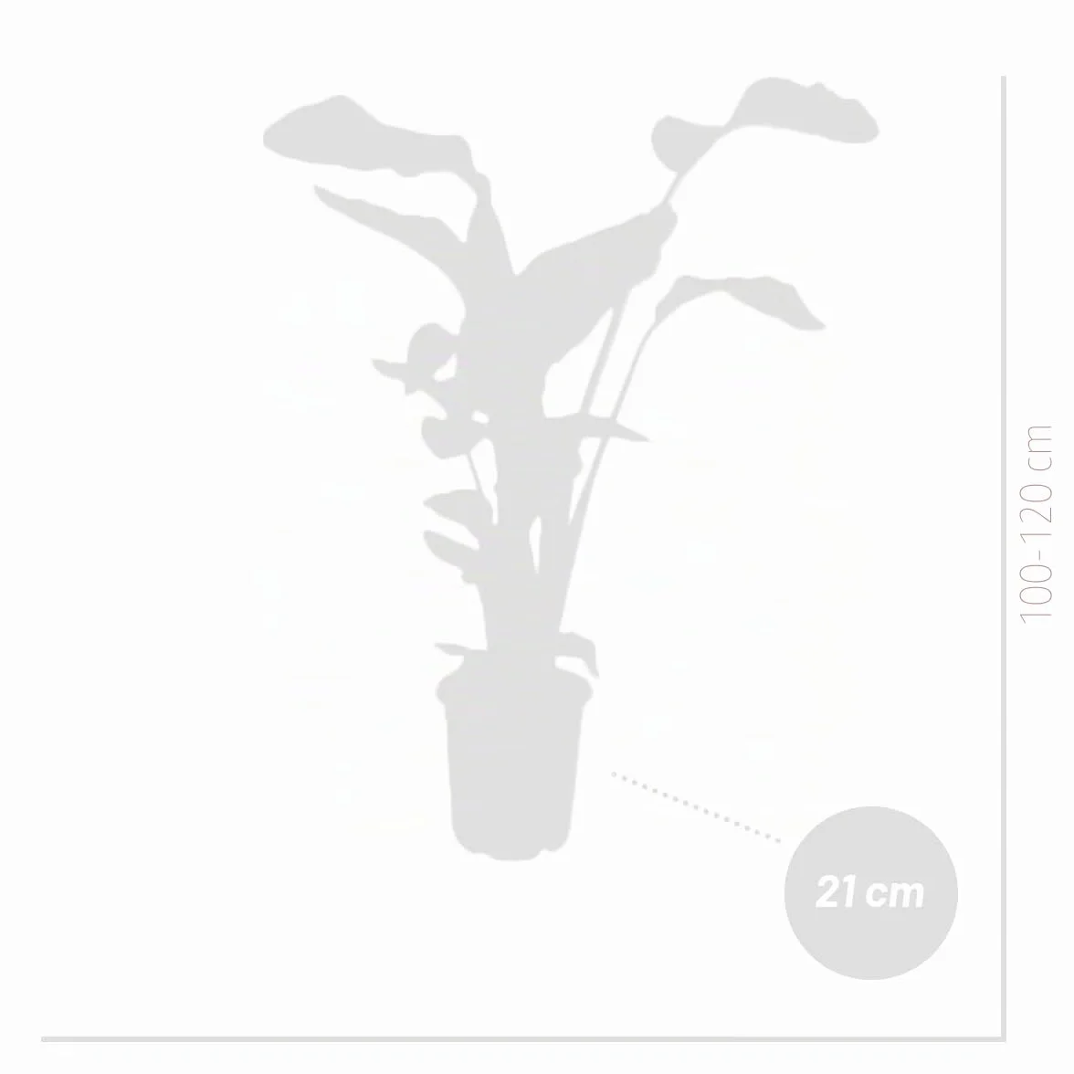 Bloomique Strelitzia Nicolai Plante oiseau de paradis Pot 21 cm Hauteur 90-110 cm