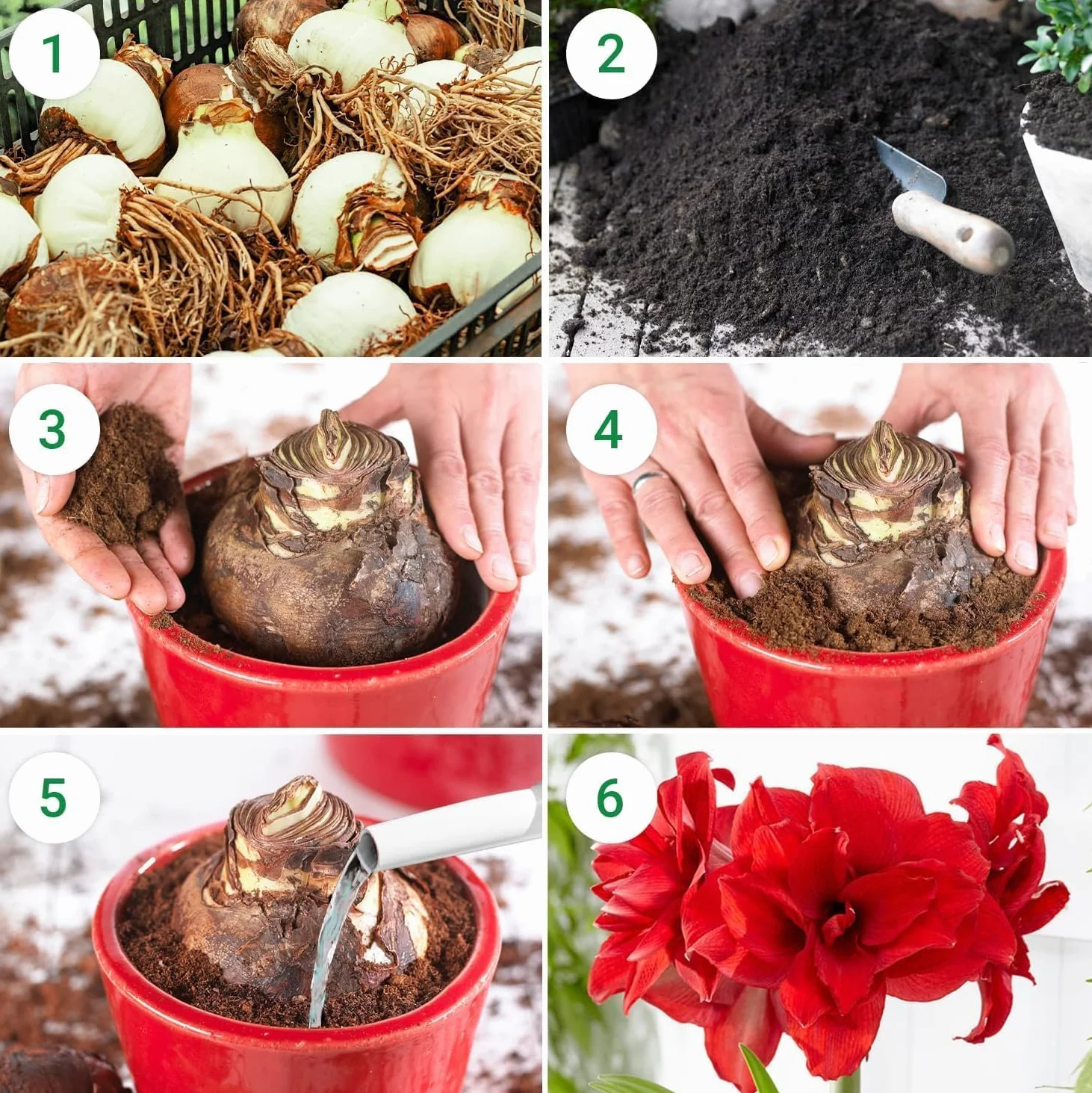 Amaryllis Bulbe Red Passion - Hippeastrum - 1 pièce - Bulbes à fleurs grand format 26/30 - Naturelle plantes de Hollande
