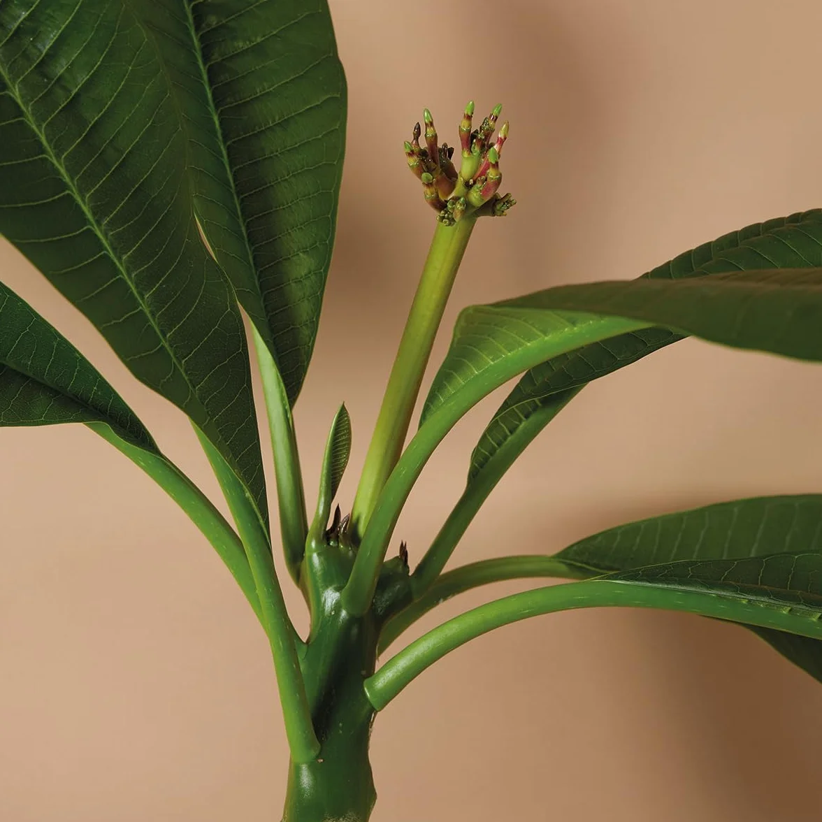 Bloomique Plumeria Frangipanier Arbre du Temple Plantes d'intérieur fleuries parfumées Hauteur 60-70 cm Pot 17 cm