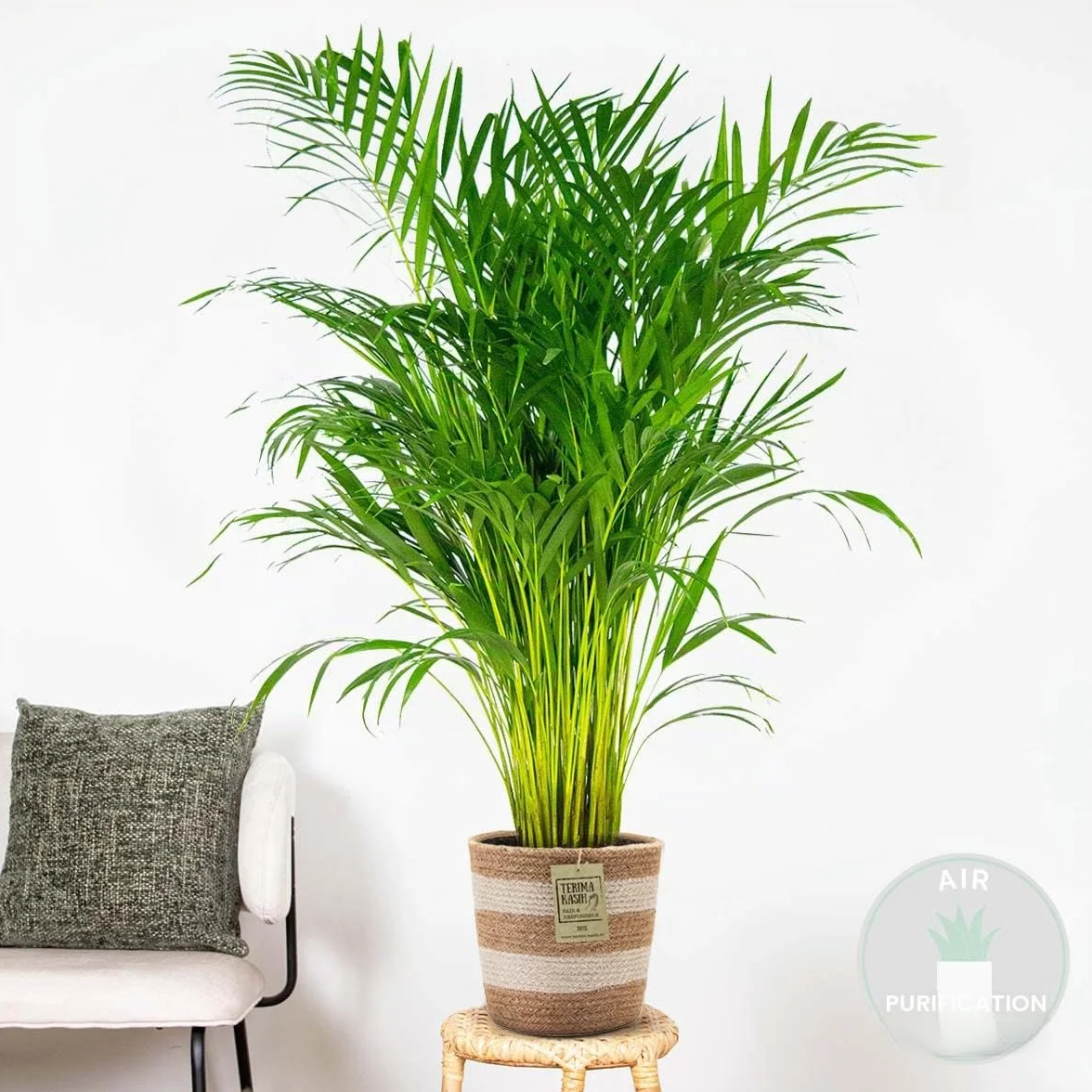 Dypsis Lutescens Palmier Areca Plante d'intérieur Dépolluante Hauteur 100-110 cm Panier en jute 21 cm