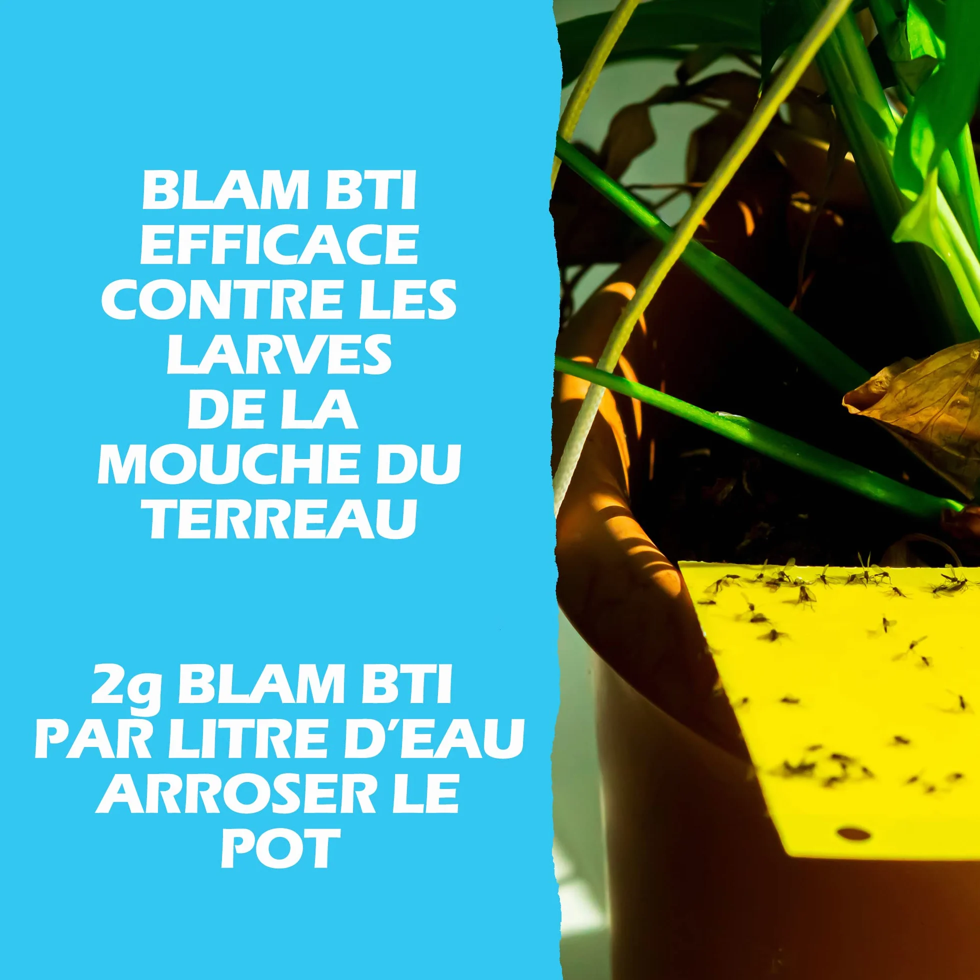 BLAM LarvZero BTI 100g – Larvicide naturel contre les mouches du terreau (Sciaridae) – Bacillus Thuringiensis Israelensis concentré pour 50L de solution
