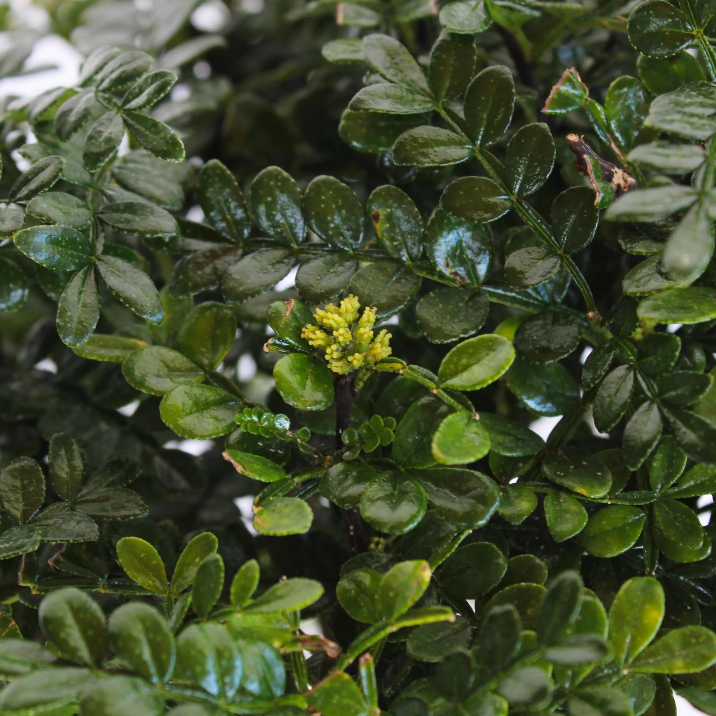 Bonsaï Zanthoxylum Piperitum Poivre du Sichuan H 30-40 cm Pot Ø 26 cm