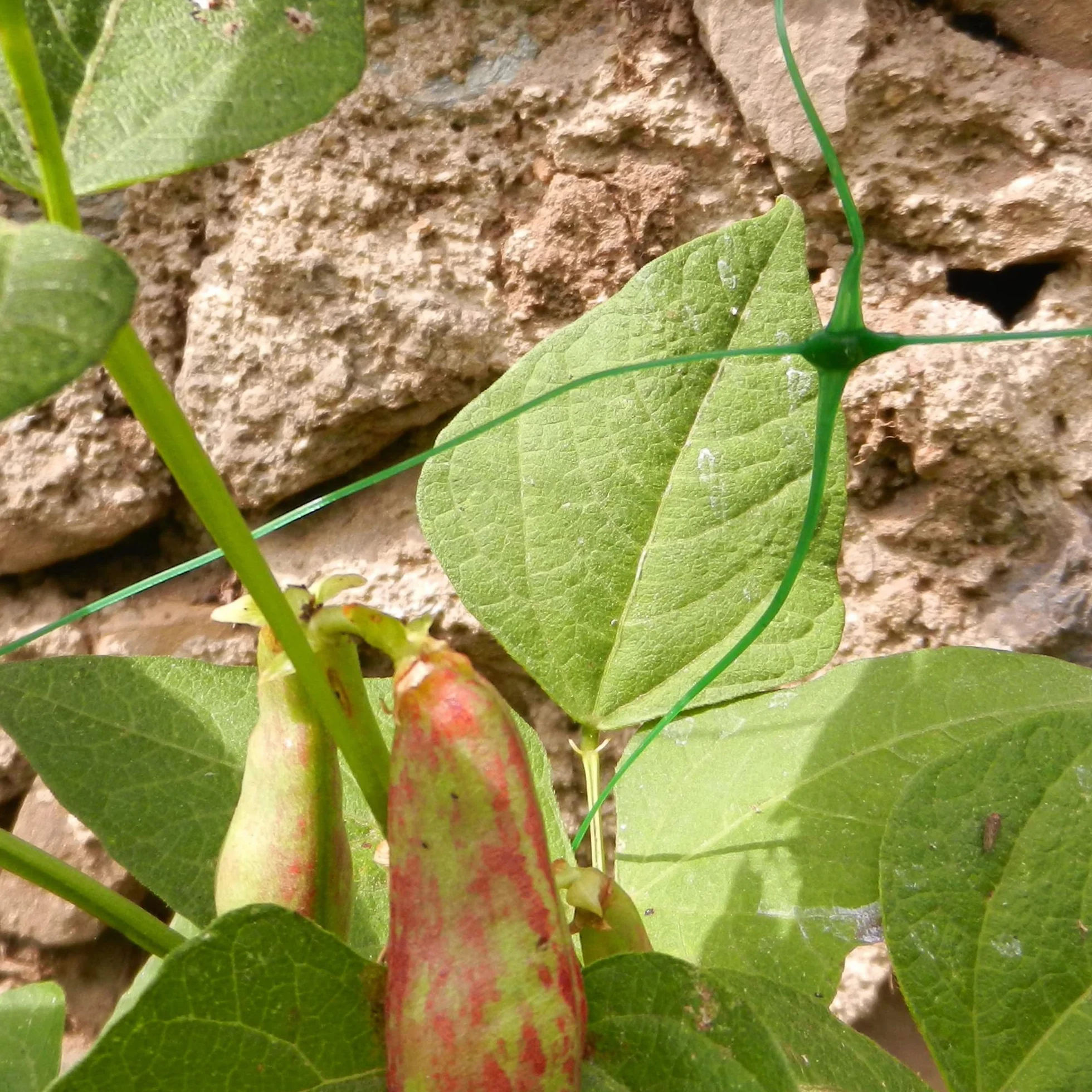 TENAX filet à Ramer Flora 2,00x10 m Vert