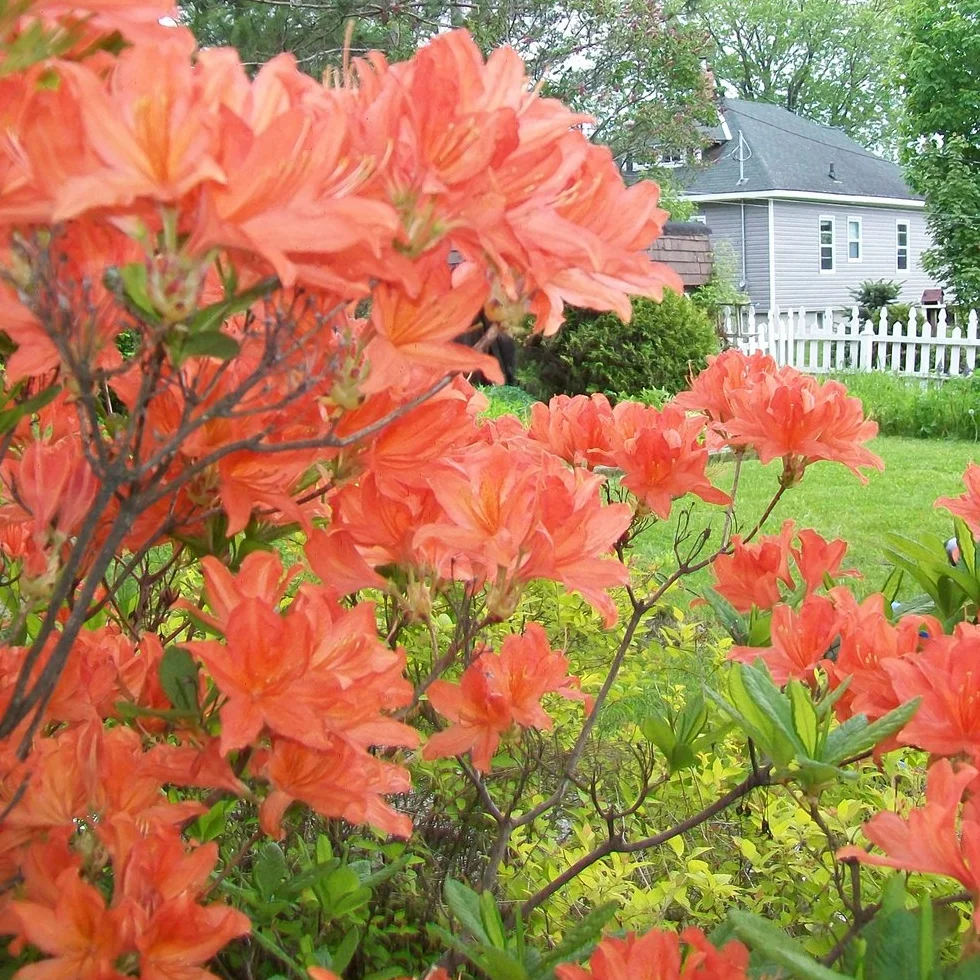 Azalée Orange GardenersDream - Plante Arbuste Rhododendron Japonais Persistante Robuste à Fleurs pour Jardin