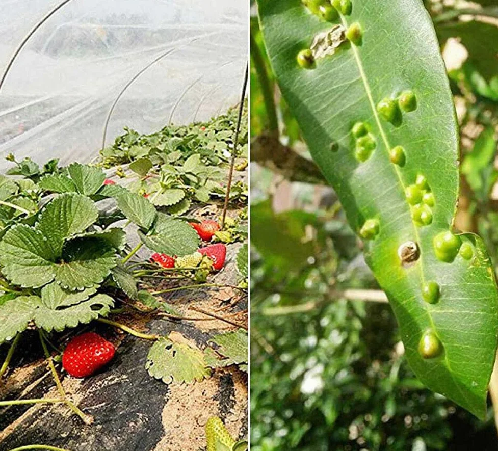 APOE Filet de Protection Potager Filet Anti Insectes Jardin pour Protection Légumes Plantes Fruits Fleurs Cultures Vergers, Solution idéale pour Une Bonne Récolte, 2m × 30m