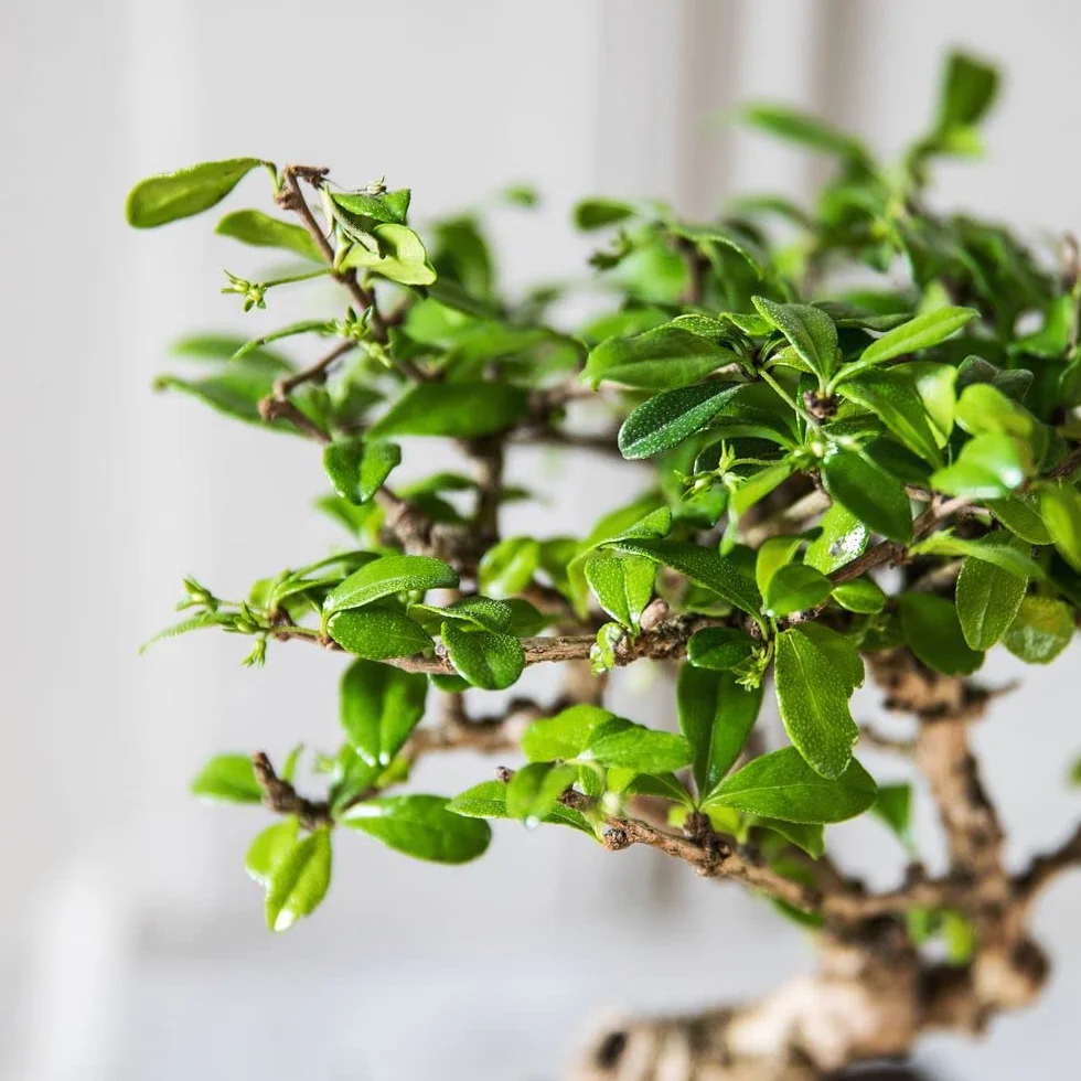 Bonsai Carmona Plante d'intérieur Fabrication Française Artisanale Cadeau