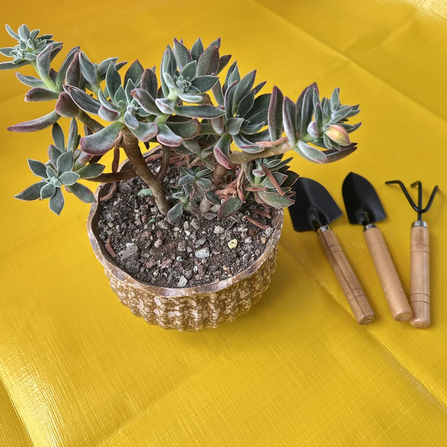 Mini outils de jardinage pour enfants – Kit d'outils de jardin 3 pièces avec pelle, truelle et râteau pour plantes grasses, plantes en pot, jardinage intérieur et extérieur