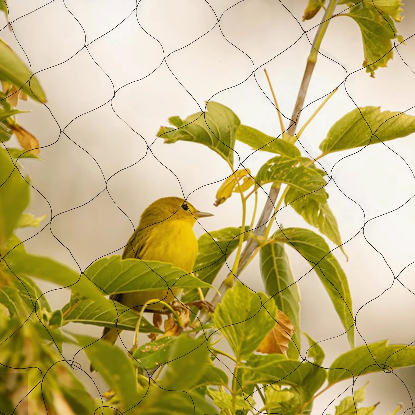 Filet de Protection Anti-Oiseaux 30×15 m Noir en Polyéthylène Résistant pour Jardin Verger Potager Étang Poulailler Anti-Cerf Volaille Filet à Mailles Fines