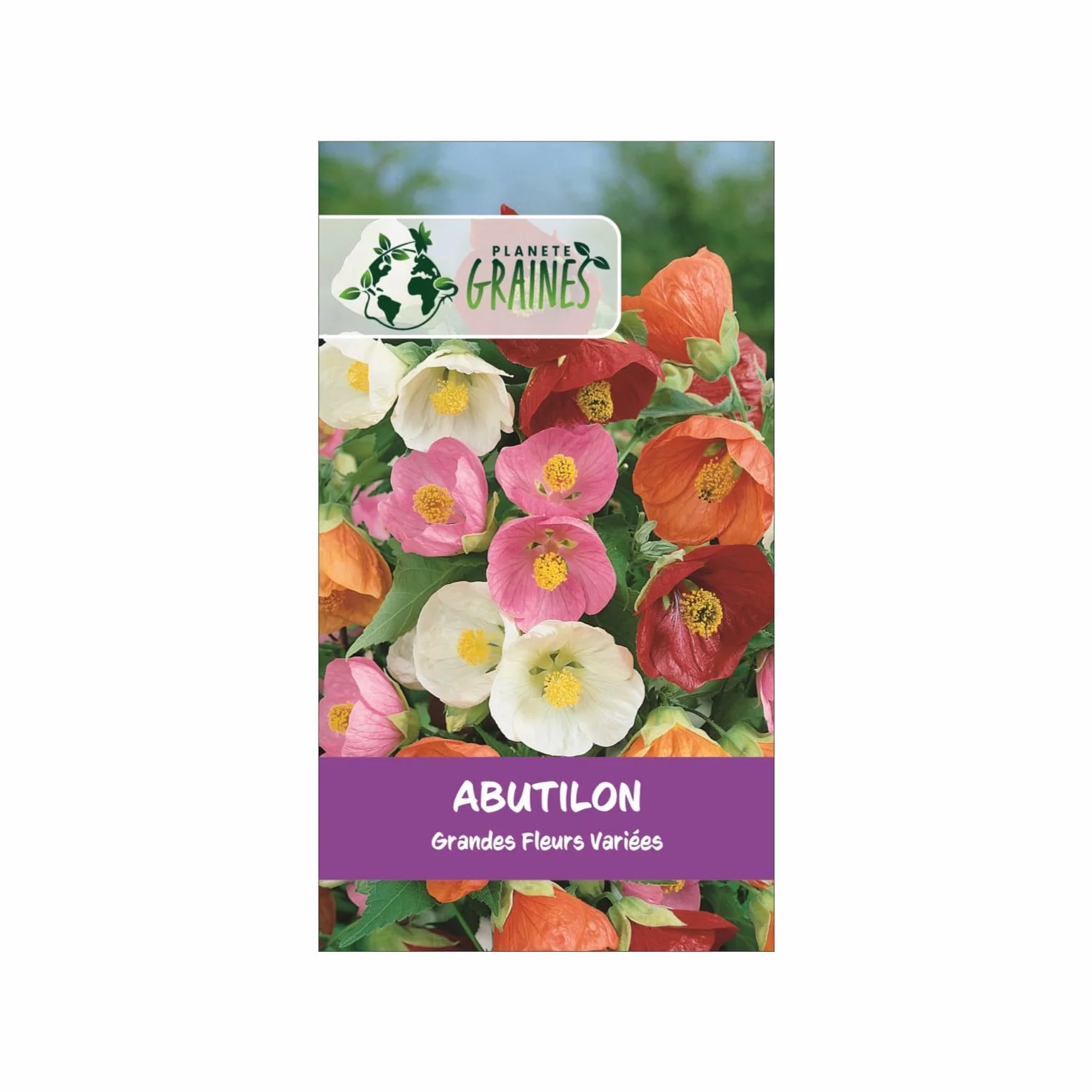 100 Graines d'Abutilon (Érable de Salon) - Grandes Fleurs Mixtes - Lanterne Chinoise Hybride