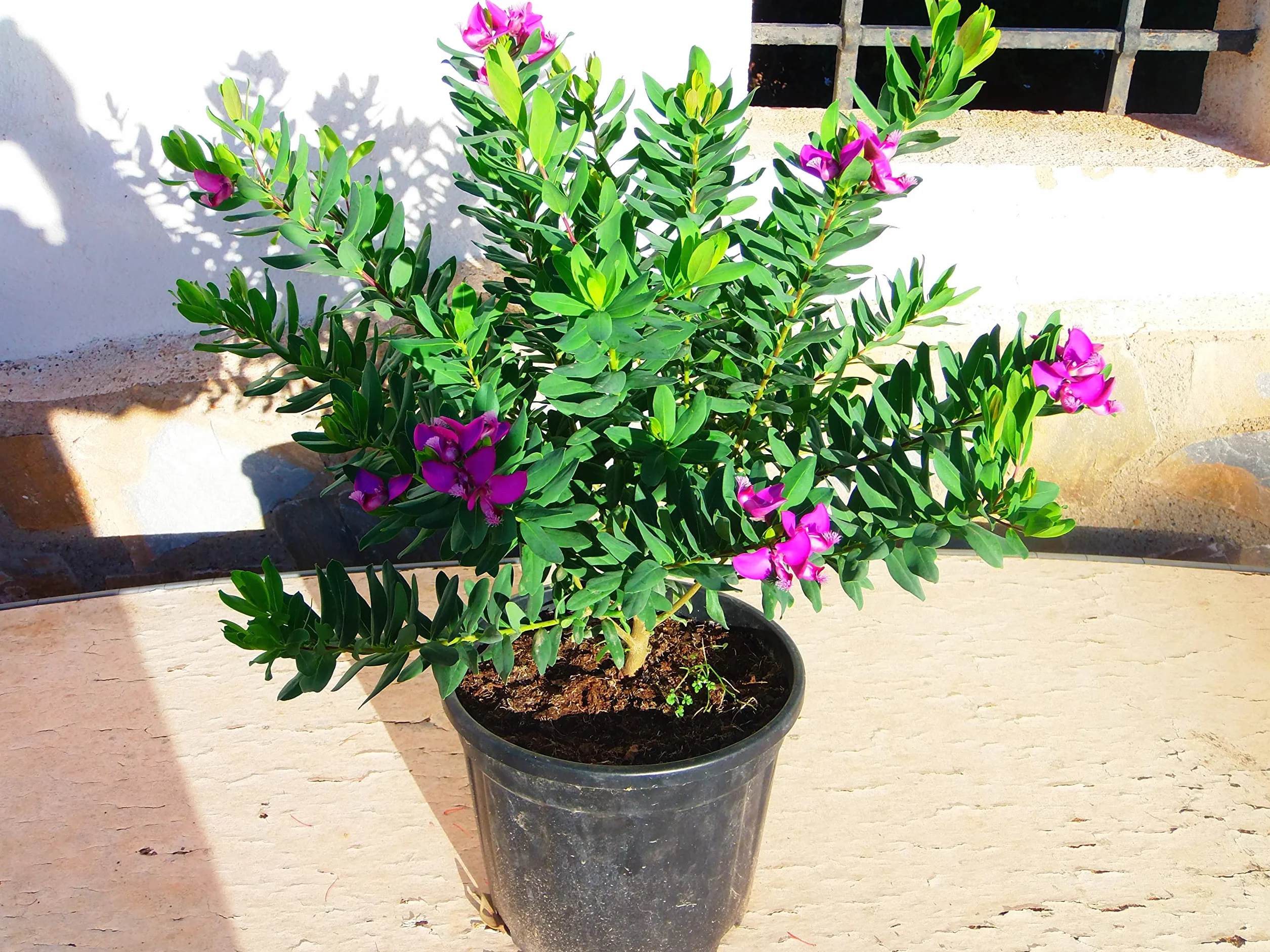 Fleur de croix Polygala myrtifolia - duży krzew