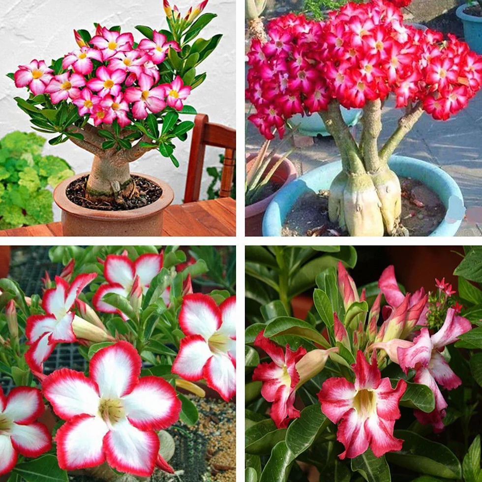 Adenium Obesum Seeds - 5PCS Rare Rose Desert Rose Graines, Bonsaï Arbre Plante Décor
