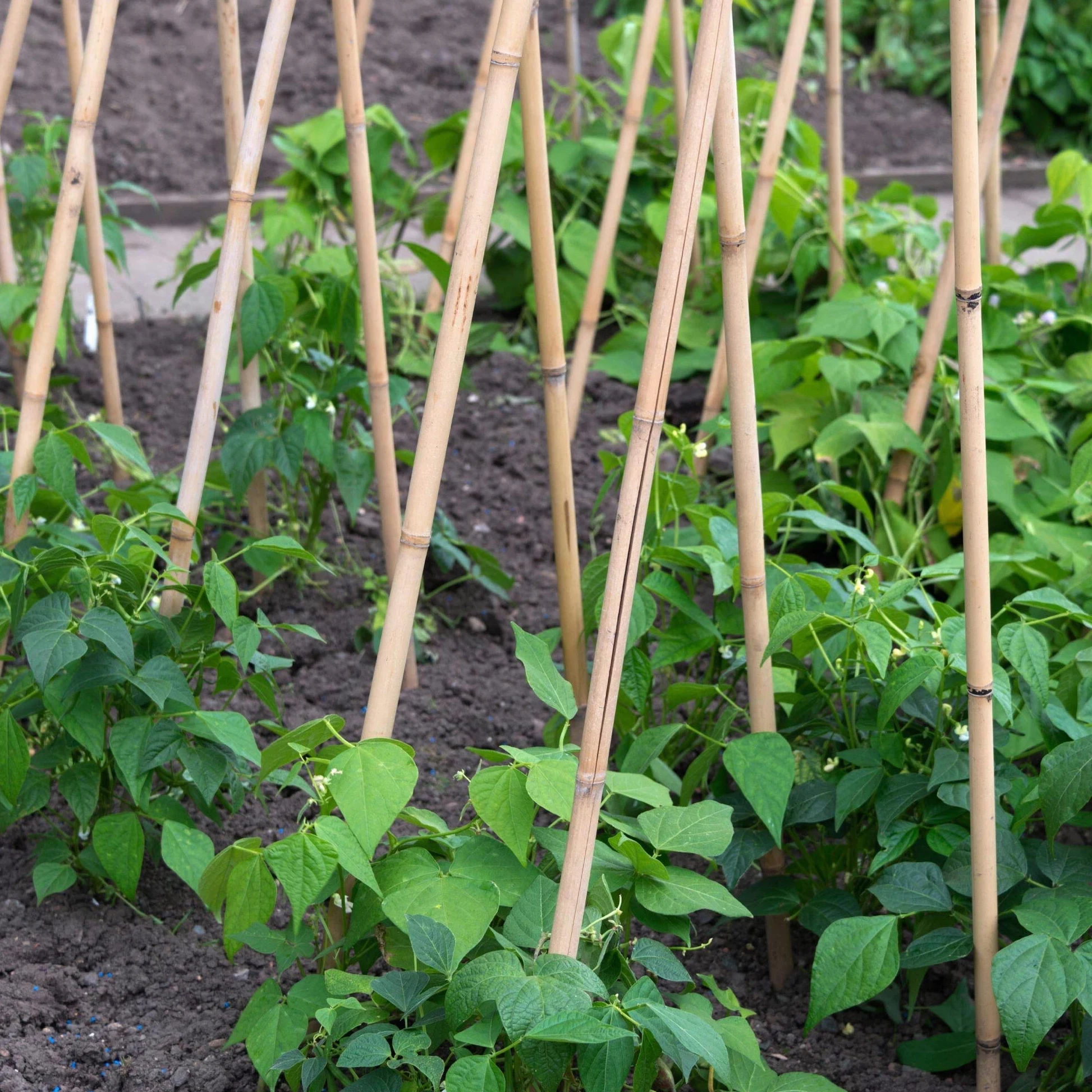 UNUS Bâtons de bambou, lot de 50 tuteurs en bambou de 150 cm de long, support de croissance pour plantes d'intérieur ou dans le jardin pour concombres, tomates
