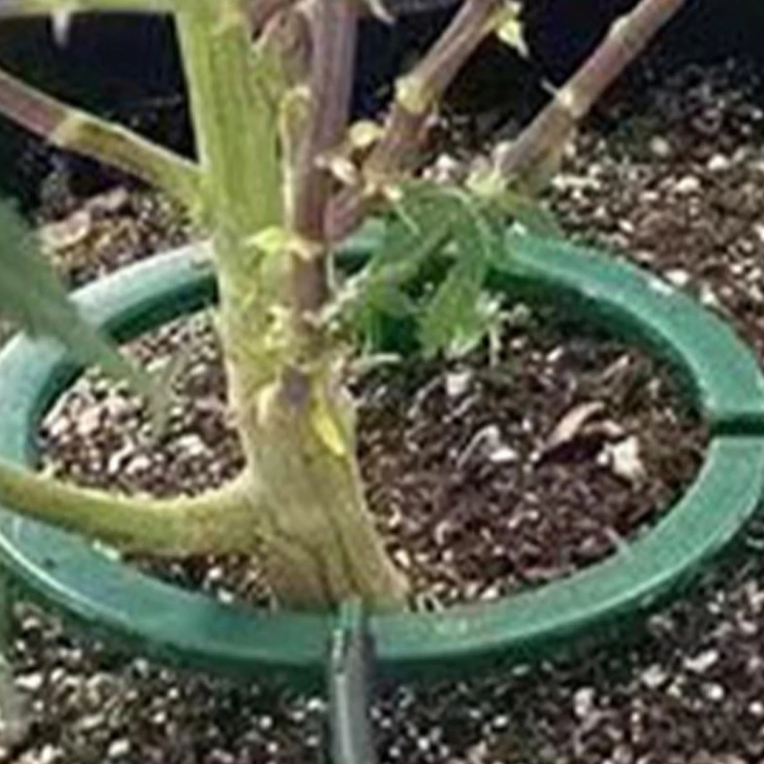 Hydro Halo Anneau d'eau arrosage avec supports jambes serre jardin cour balcon réservoir croissance