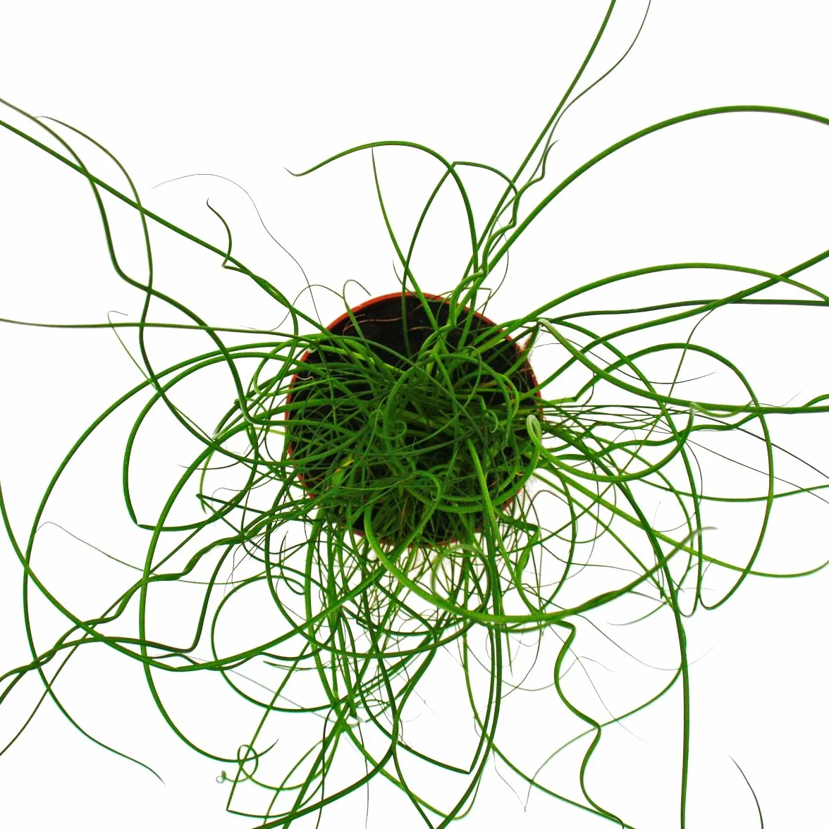 Boucle d'amour spirale Juncus effusus tire-bouchon 12 cm